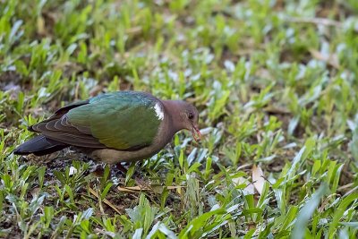 Pacific Emerald Dove (Chalcophaps longirostris) - male