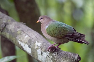 Pacific Emerald Dove (Chalcophaps longirostris)