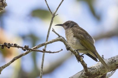 Brown Honeyeater (Lichmera indistincta)