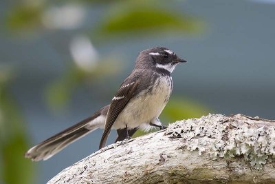 Grey Fantail (Rhipidura albiscapa)