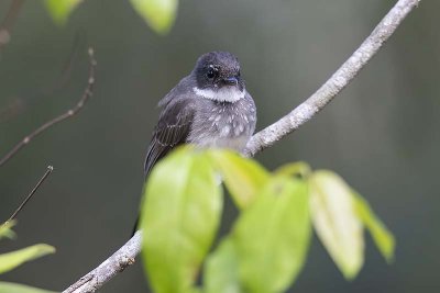 Northern Fantail (Rhipidura rufiventris)