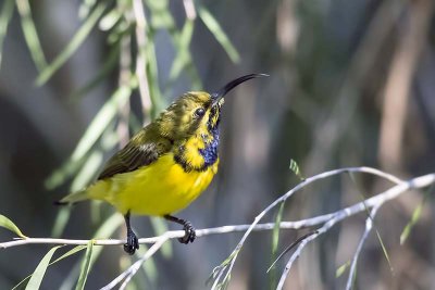 Olive-backed Sunbird (Nectarinia jugularis) -- male
