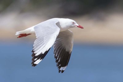 Silver Gull (Chroicocephalus novahollandiae)