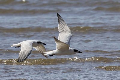 Gull-billed Tern (Gelochelidon nilotica)