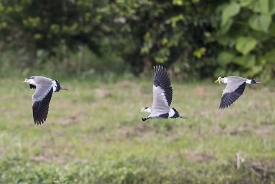 Masked Lapwings (Vanellus miles)