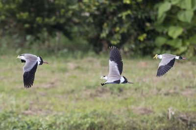 Masked Lapwing (Vanellus miles)