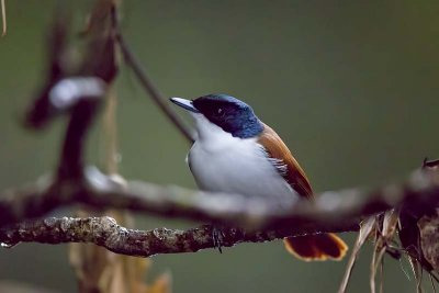 Shining Flycatcher (Myiagra alecto) -- female