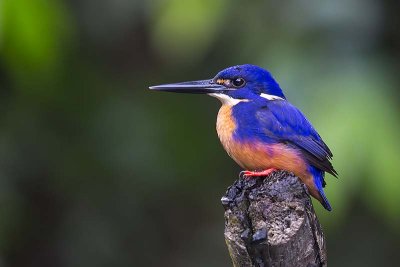 Azure Kingfisher (Ceyx azureus)