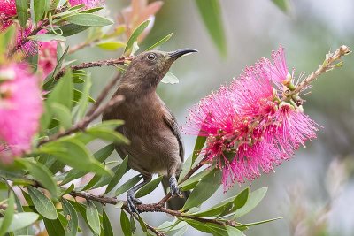 Dusky Honeyeater (Myzomela obscura)