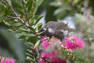 Bridled Honeyeater (Bolemoreus frenatus)