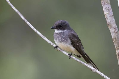 Northern Fantail (Rhipidura rufiventris)