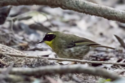 Yellow-throated Scrubwren (Sericornis citreogularis)