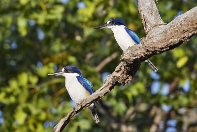 Forest Kingfisher (Todiramphus macleayii) -- female and male