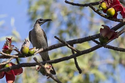 Little Friarbird (Philemon citreogularis)