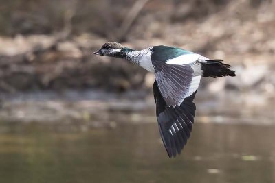 Green Pygmy Goose (Nettapus pulchellus)