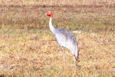 Sarus Crane (Grus antigone)