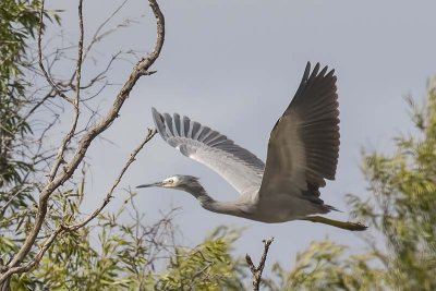 White-faced Heron (Egretta novahollandiae)