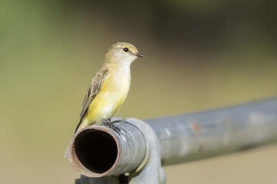 Lemon-bellied Flycatcher (Microeca flavigaster)