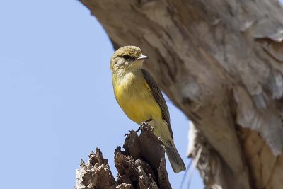 Lemon-bellied Flycatcher (Microeca flavigaster)