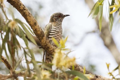 Little Bronze Cuckoo (Chrysococcyx minutillus)