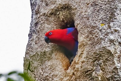 Eclectus Parrot (Eclectus roratus) -- female