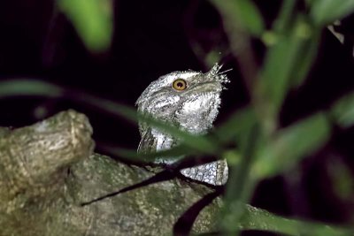 Marbled Frogmouth (Podargus ocellatus)