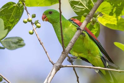 Red-winged Parrot (Aprosmictus erythropterus) -- male