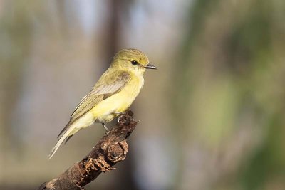 Lemon-bellied Flycatcher (Microeca flavigaster)