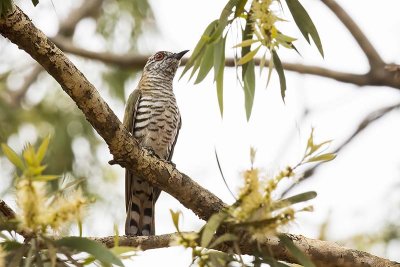 Little Bronze Cuckoo (Chrysococcyx minutillus)