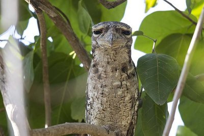 Papuan Frogmouth (Podargus papuensis)