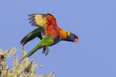 Rainbow Lorikeet (Trichoglossus haematodus)