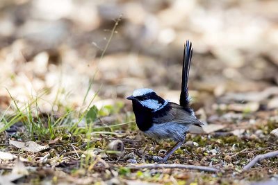 Superb Blue Wren (Malurus cyaneus)