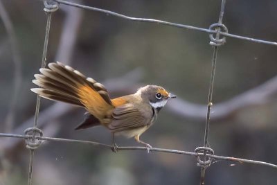 Rufous Fantail (Rhipidura rufifrons)