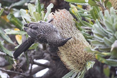 Little Wattlebird (Anthochaera chrysoptera)