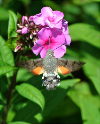 Hummingbird Hawkmoth