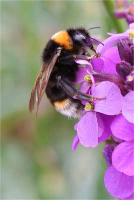 Bumblebee 