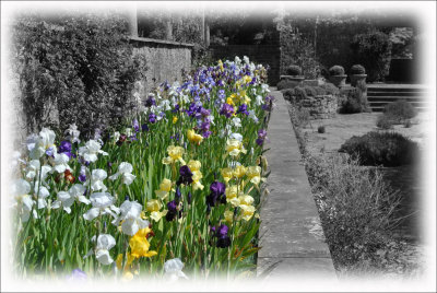 Irises