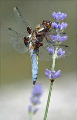 Broad-Bodied Chaser on Lavender