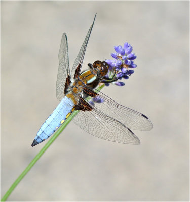 Broad-Bodied Chaser on Lavender