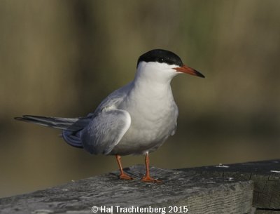 Common Tern.tif