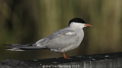 Common Tern-2.tif