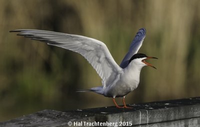 Common Tern-3.tif
