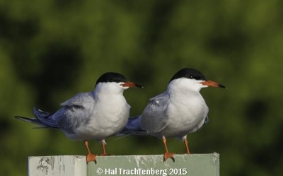 Common Tern-4.tif