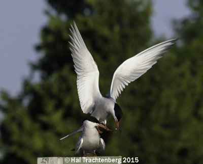 Common Terns.tif