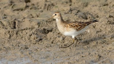 Pectoral sandpiper / Gestreepte strandloper