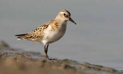 Little stint / Kleine strandloper