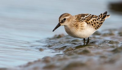 Little stint / Kleine strandloper