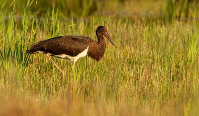 Black stork / Zwarte ooievaar