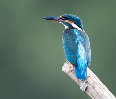 Adult female