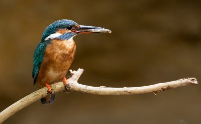 Adult female